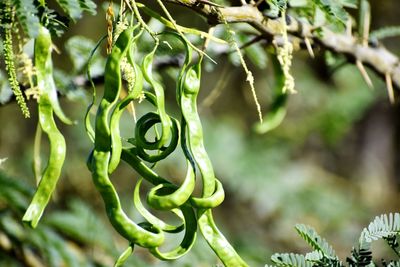 Close-up of fresh green plant