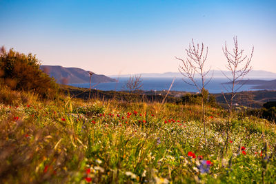 Scenic view of grassy field against sky