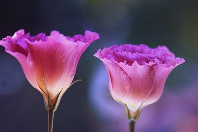 Close-up of pink flower