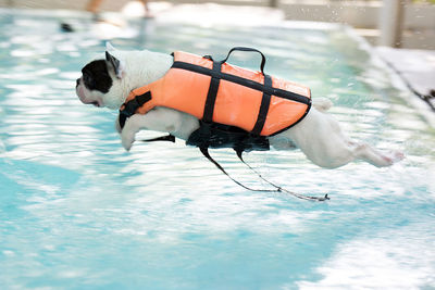 French bull dog jump into swimming pool