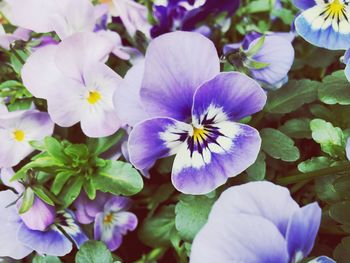 Close-up of purple flowers blooming outdoors