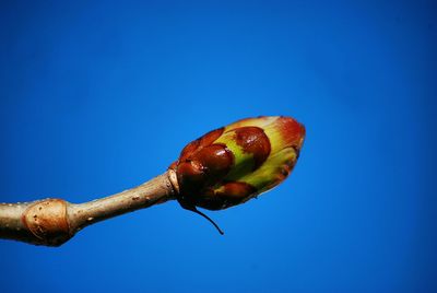 Close-up of strawberry against blue sky