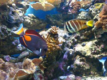 Close-up of fish in aquarium