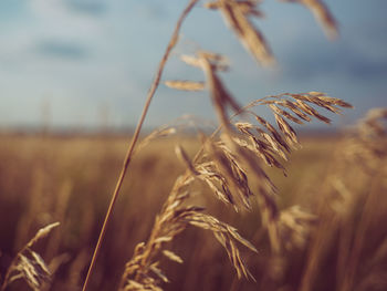 Close-up of stalks in field against sky