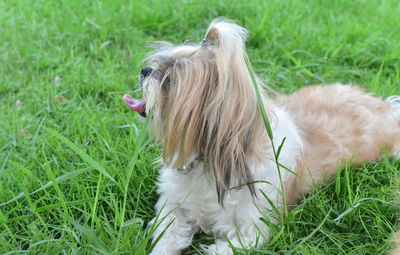 View of a dog on grass