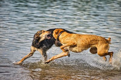 Brown dog running in water