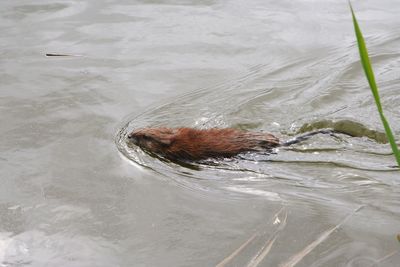 High angle view of turtle swimming in lake