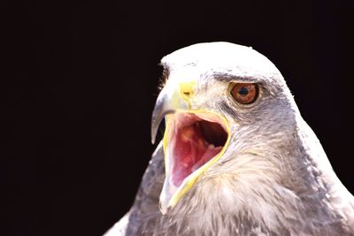 Close-up of owl