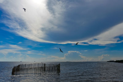 Seagulls flying over sea against sky