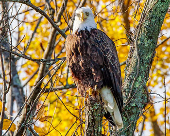 Bird perching on branch against tree