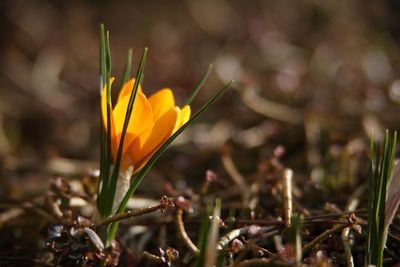 Close-up of yellow crocus blooming outdoors