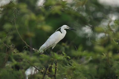 Close-up of heron perching on tree