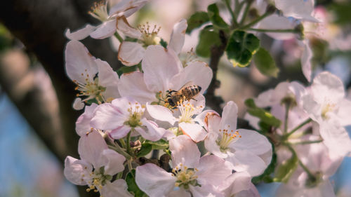 Close-up of bee pollinating on cherry blossom