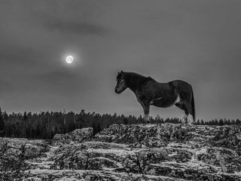 Horse on landscape against sky at night