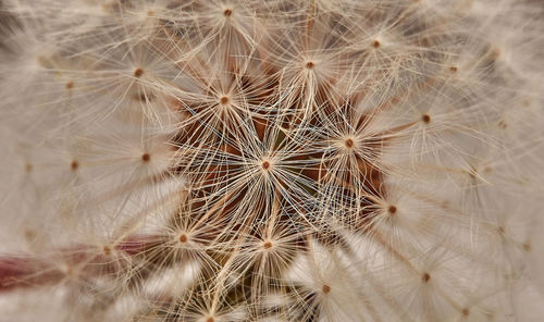 Close-up of dandelion on plant