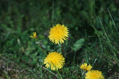 Close-up of yellow flowering plant on field