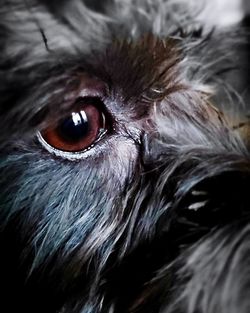 Close-up portrait of eye