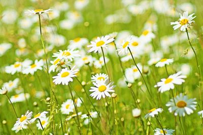 Close-up of daisies blooming on field