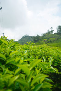 Close-up of crops growing on field against sky