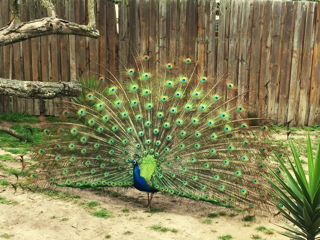 VIEW OF PEACOCK ON FIELD