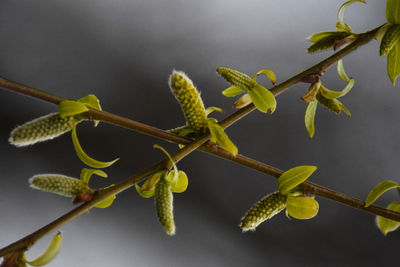 Close-up of green plant on twig