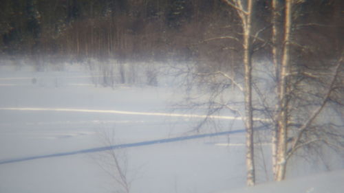 Trees in forest during winter