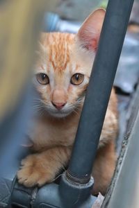 Close-up portrait of a kitten