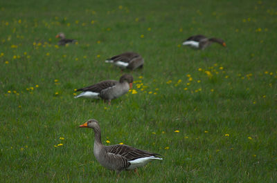Ducks on a field