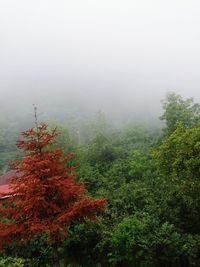 Plants and trees in foggy weather