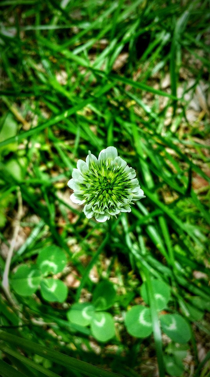 HIGH ANGLE VIEW OF FLOWERS BLOOMING IN FIELD