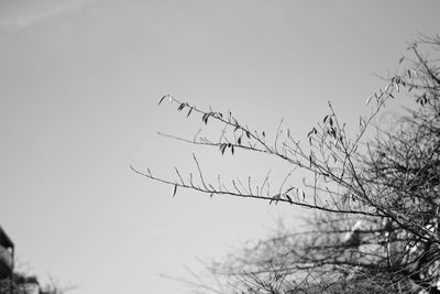 Low angle view of silhouette birds on tree against sky