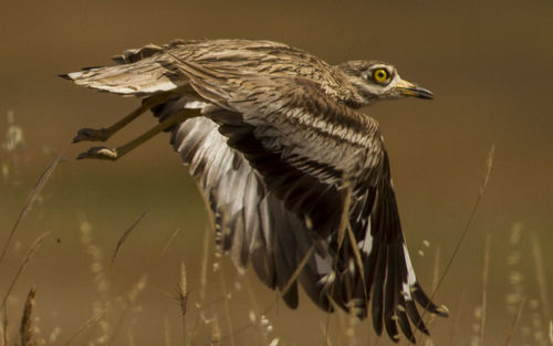 Close-up of a bird