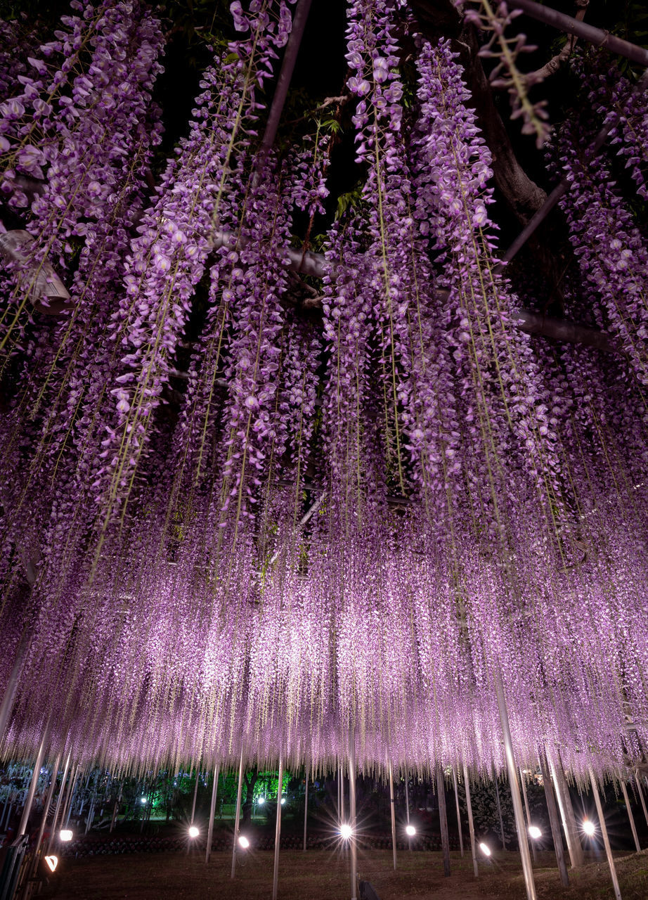 LOW ANGLE VIEW OF PURPLE FLOWERING PLANT