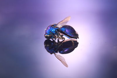 Close-up of butterfly on purple flower
