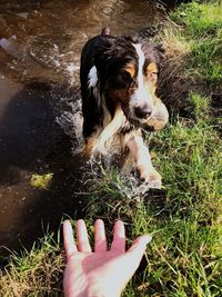 Close-up of hand holding dog