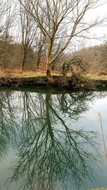 Reflection of tree in lake against sky