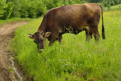 Cows in a field