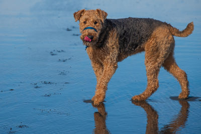 Dog running in a lake