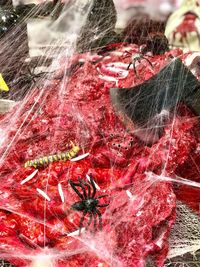 Close-up of red berries on water
