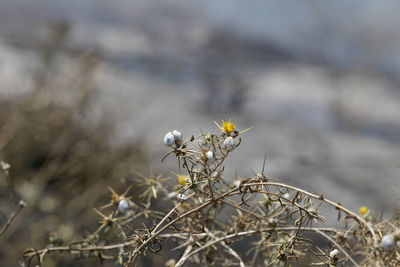 Close-up of insect on plant