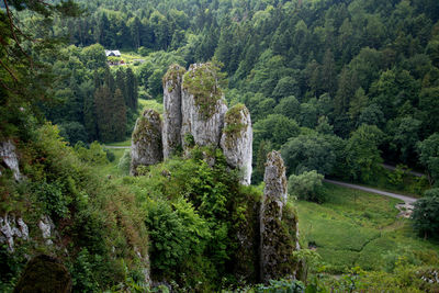 Pine trees in forest,rock mitt