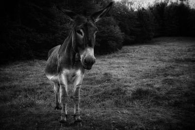 Donkey standing in a field