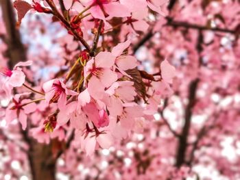 Close-up of pink cherry blossoms in spring