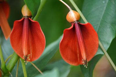 Close-up of orange flowers growing at park