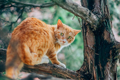 Portrait of a cat