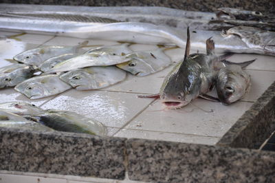 High angle view of fish for sale