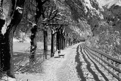 Road amidst trees during winter