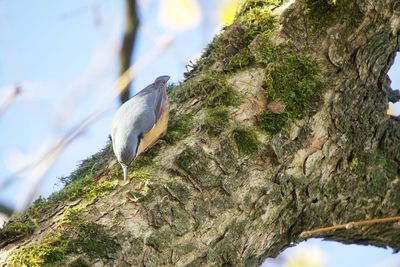 Low angle view of bird perching on tree trunk