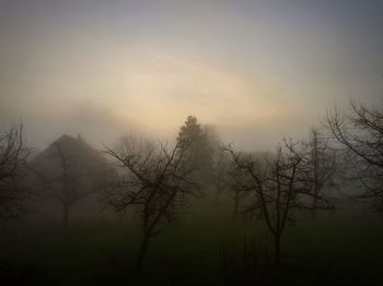 Bare trees in foggy weather