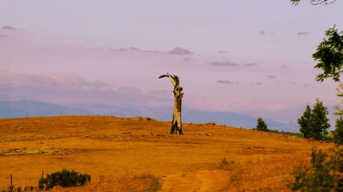 Bird on field against sky